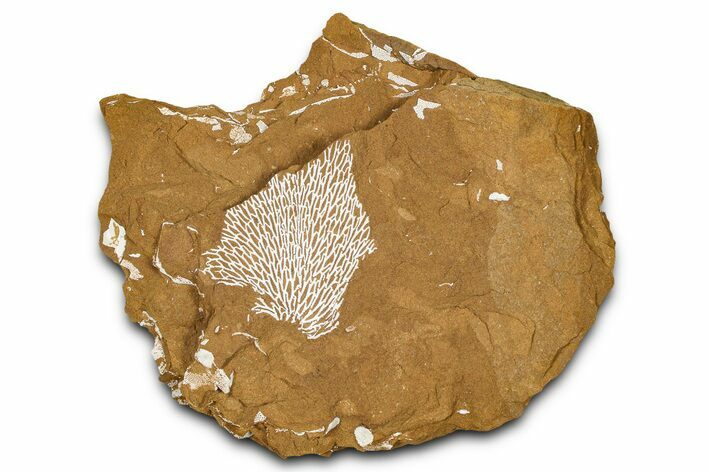 Ordovician Kukersite Oil Shale with Bryozoan Fossils - Russia #368950